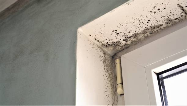 Best Mold Odor Removal Services  in Ashland, WI